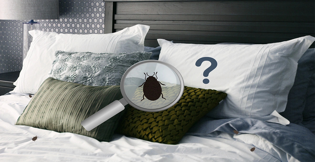 Punaise de lit adulte visible sur la couture d'un matelas blanc, désignée du doigt par une main gantée.